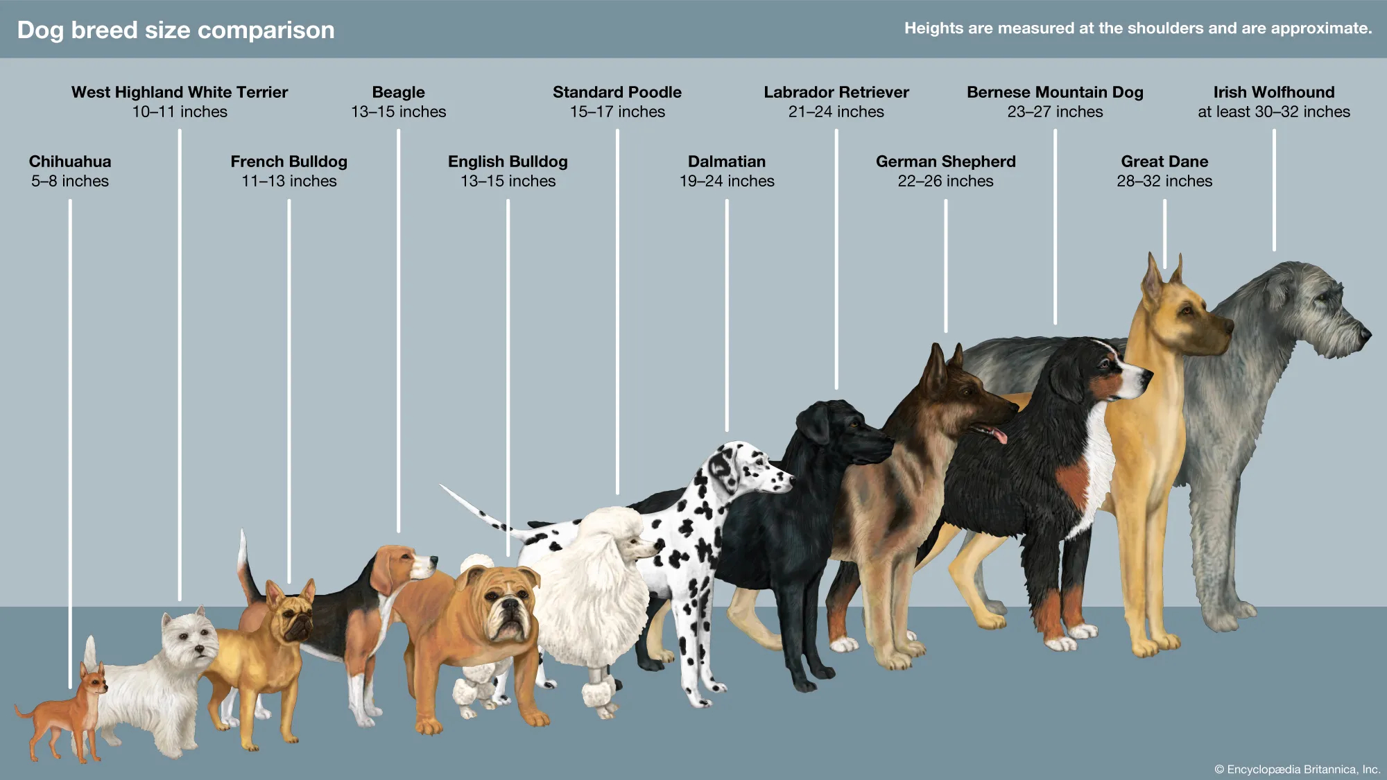 Word Search About Dogs