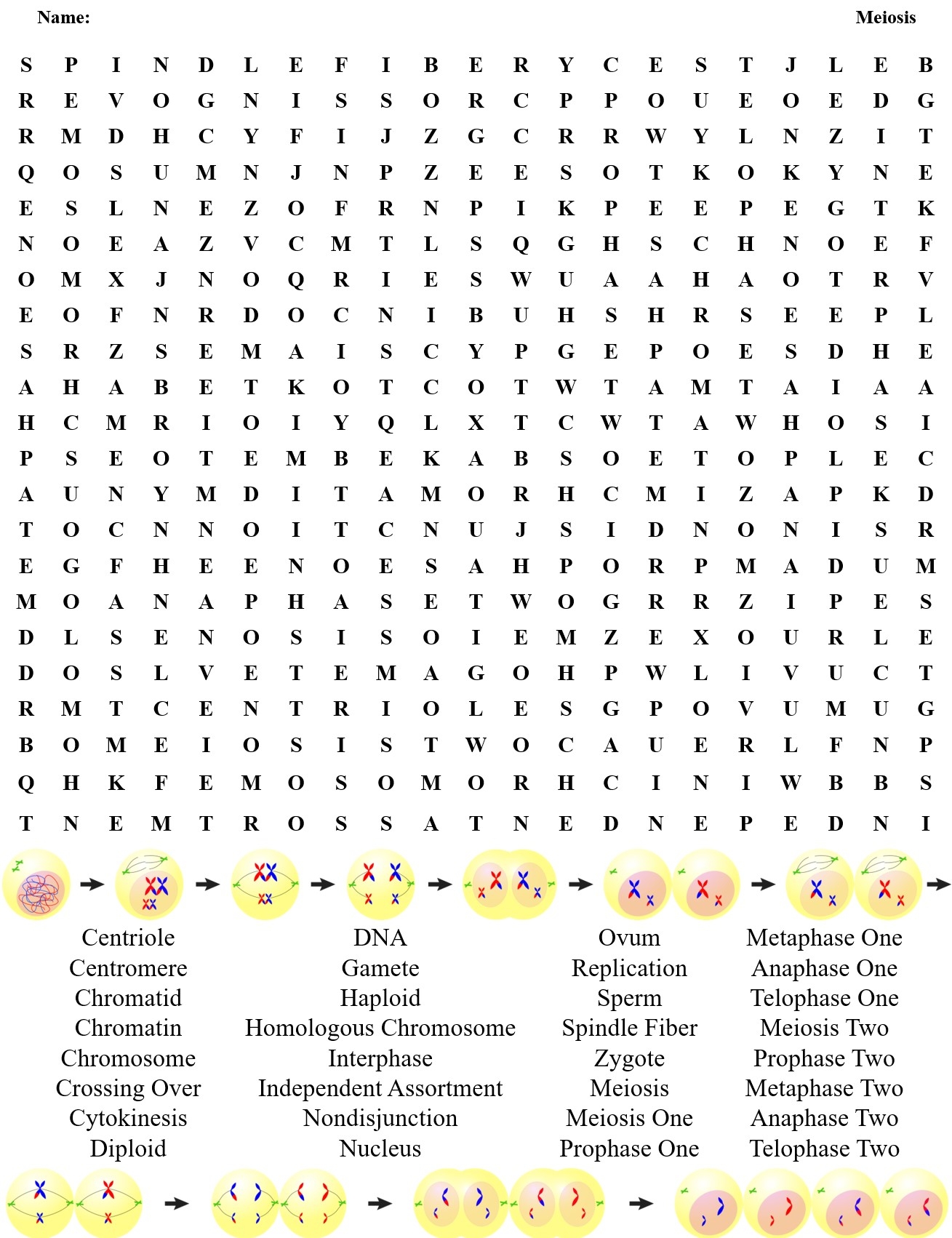 Meiosis Crossword And Word Search Teaching Resources Meiosis Crossword And Word Search Teaching Resources