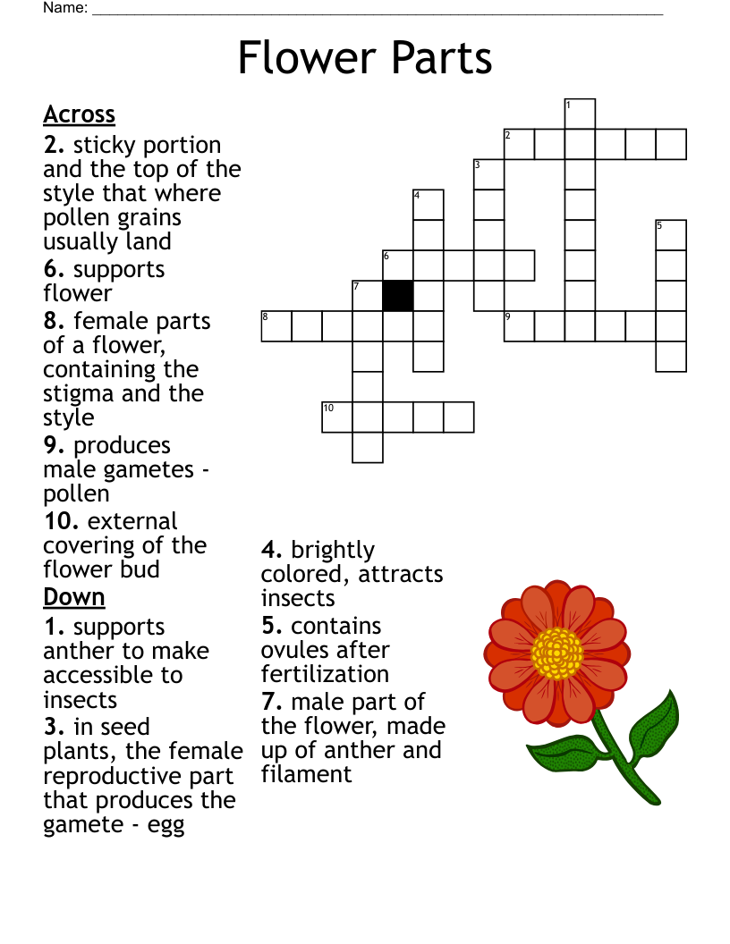 PARTS OF THE FLOWER Word Search WordMint